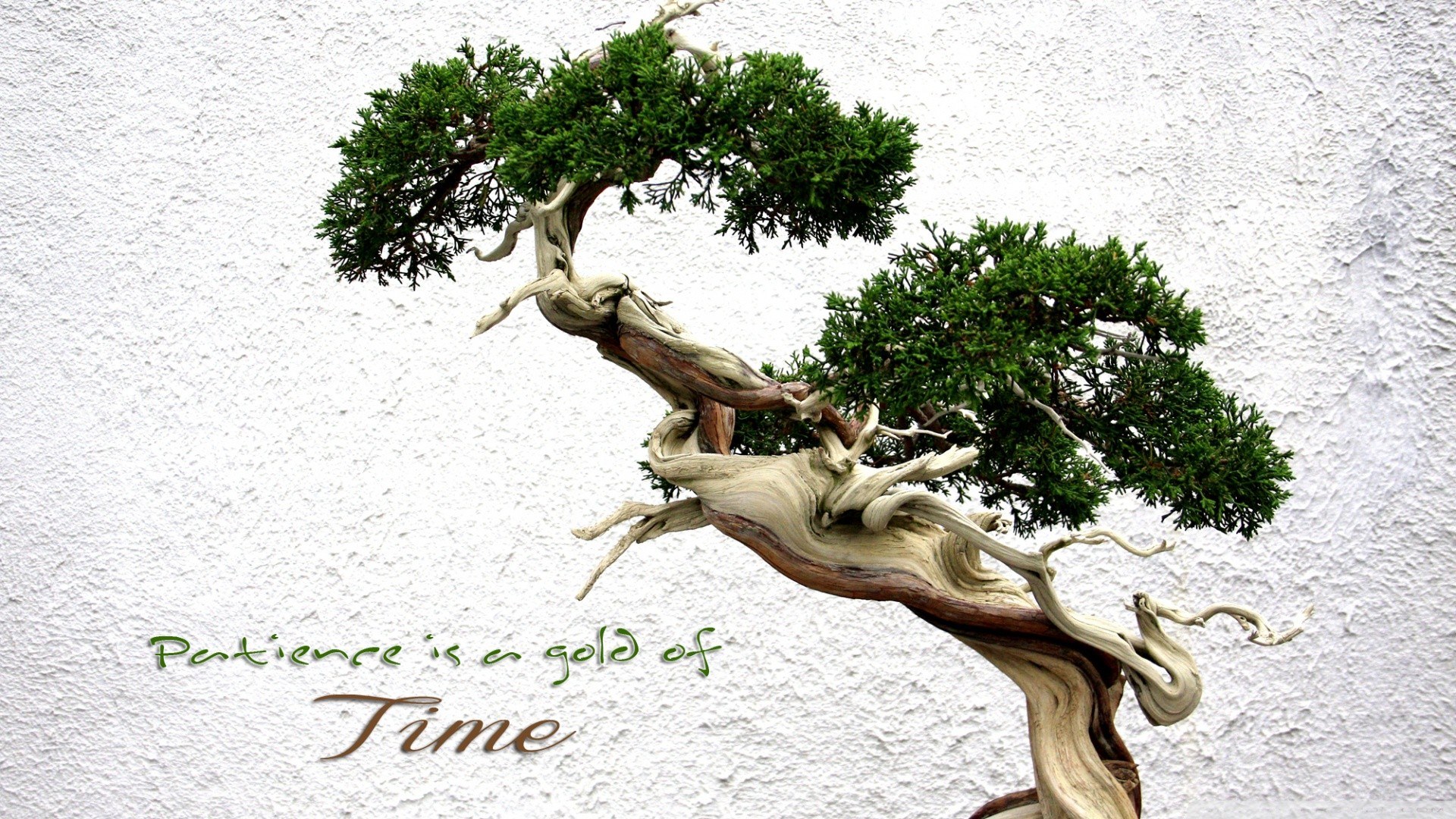 Bonsai tree with quote