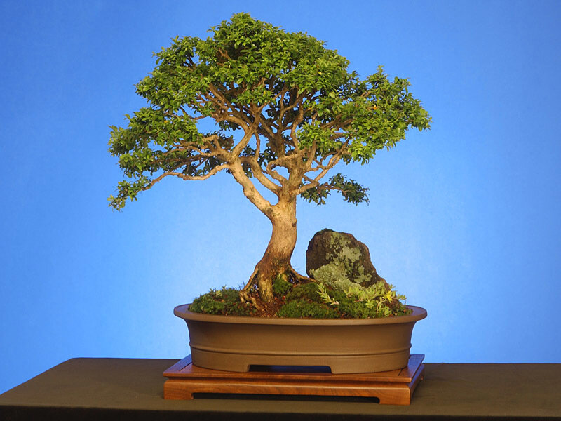 bonsai tree with rock