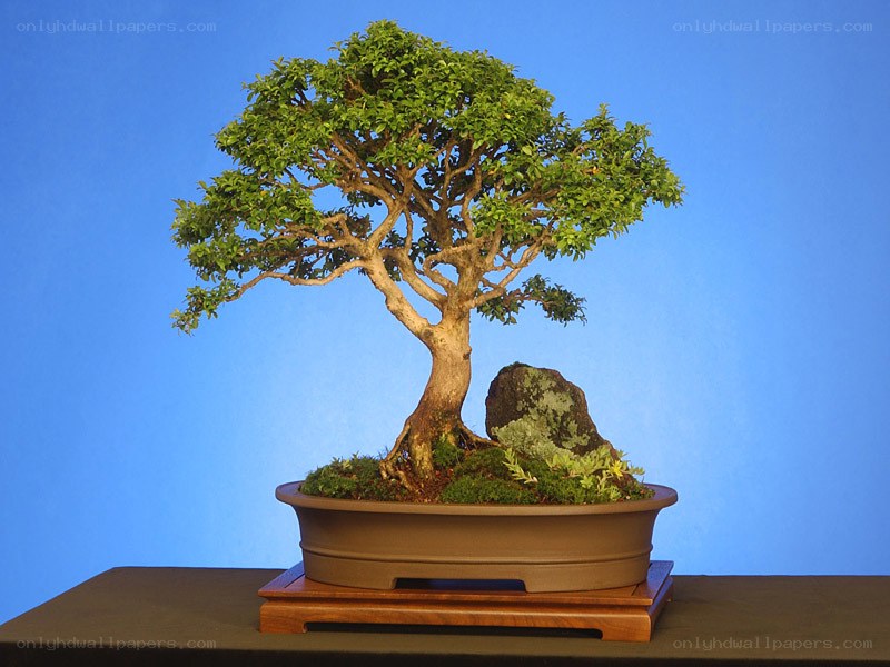 bonsai tree with rock