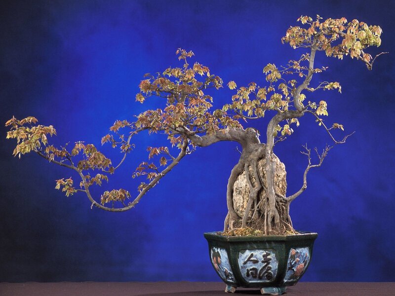 Bonsai tree with rock