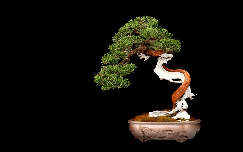 Bonsai tree with twisted trunk