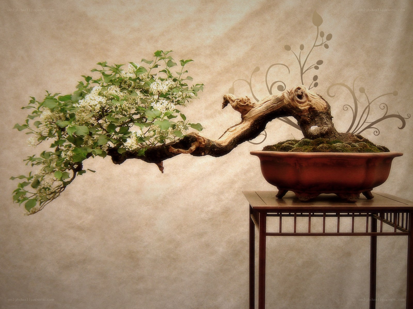 Bonsai tree with white flowers
