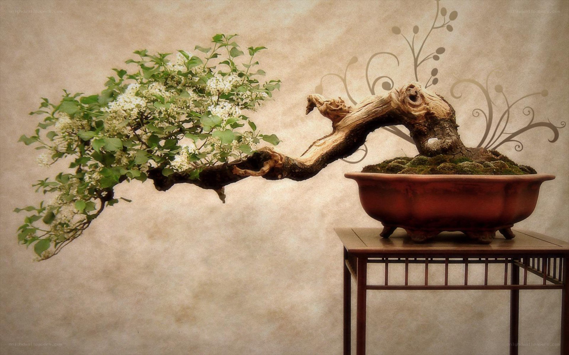 Bonsai tree with white flowers