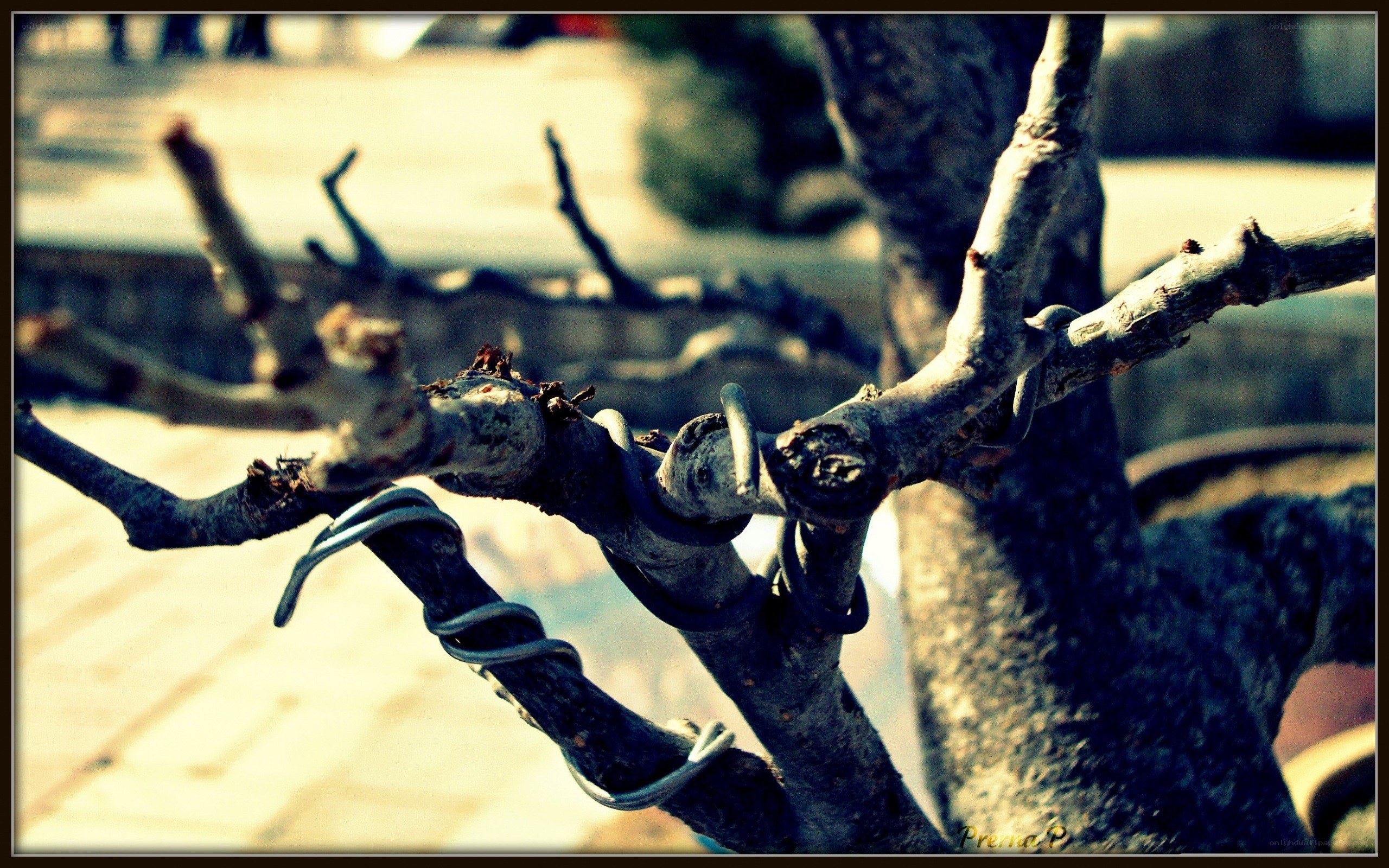 Bonsai tree with wire training