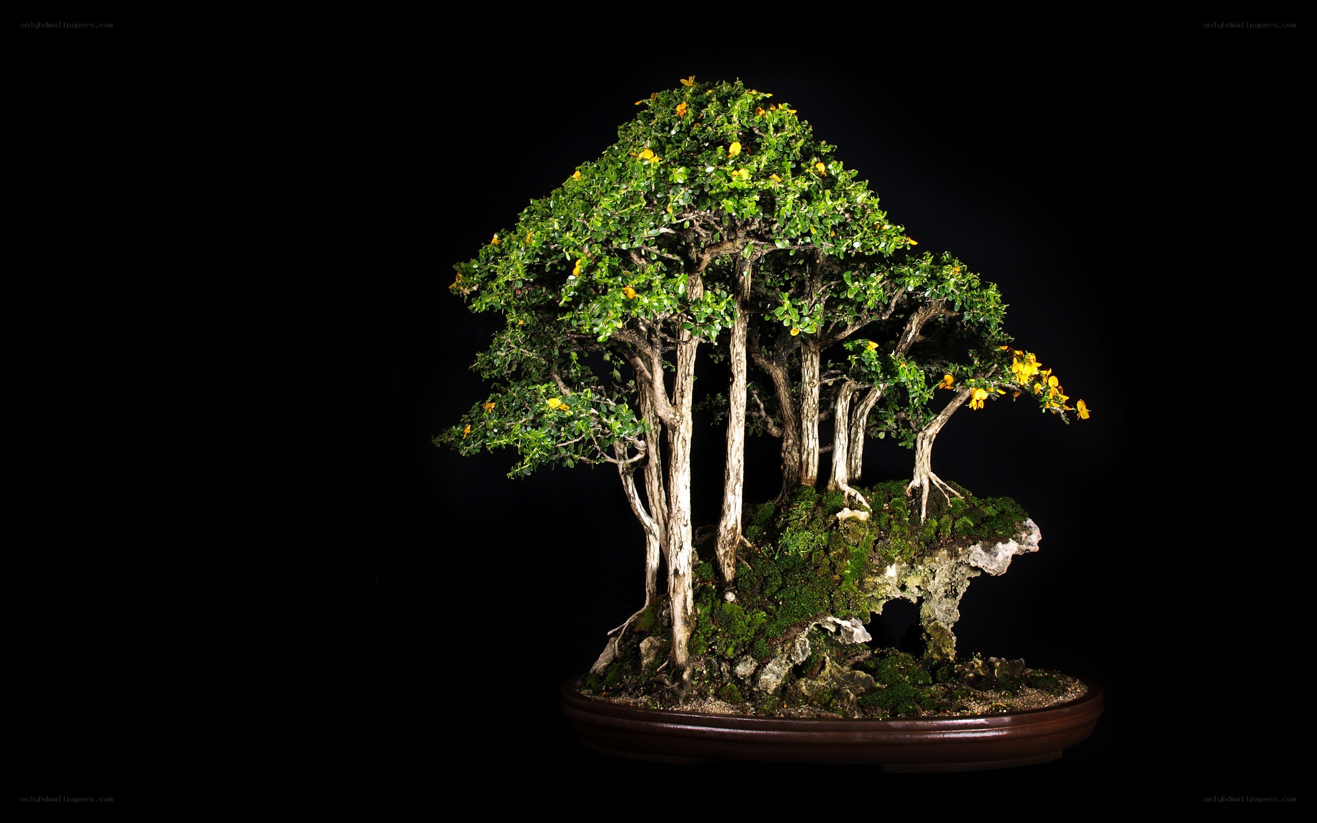 Bonsai tree with yellow flowers