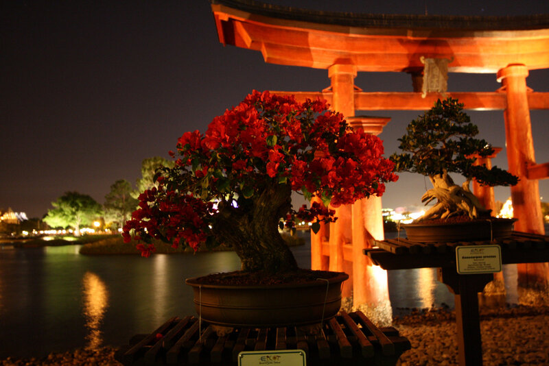 Bonsai trees at night