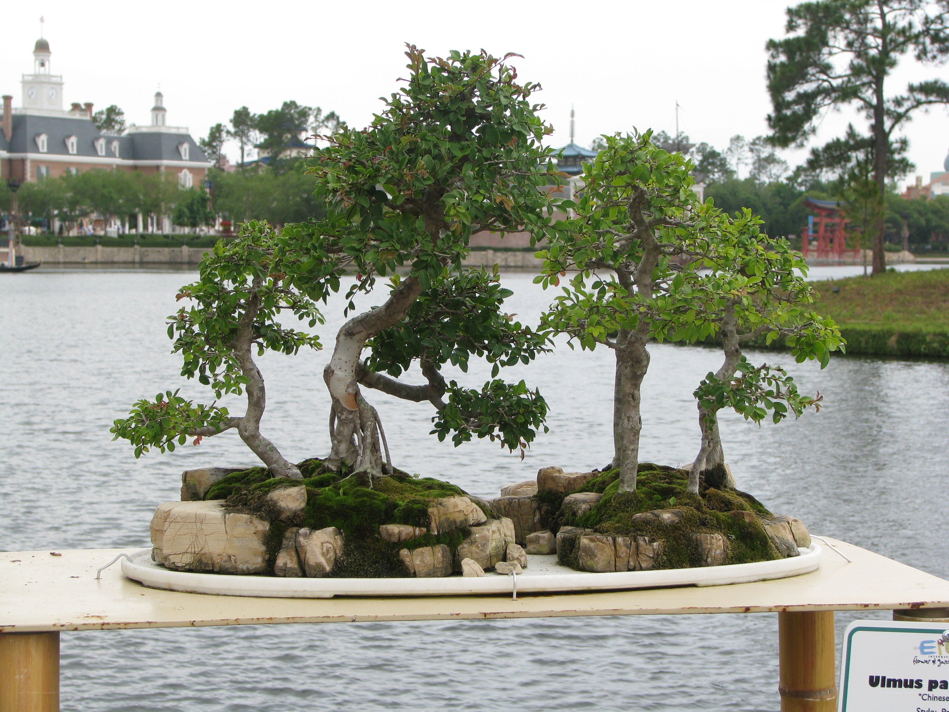 Bonsai trees by the water