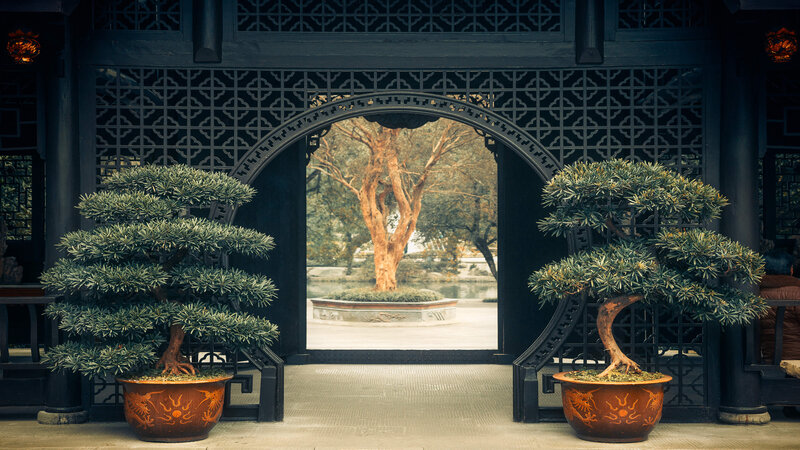 Bonsai Trees in Courtyard