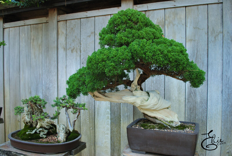 Bonsai trees in pots