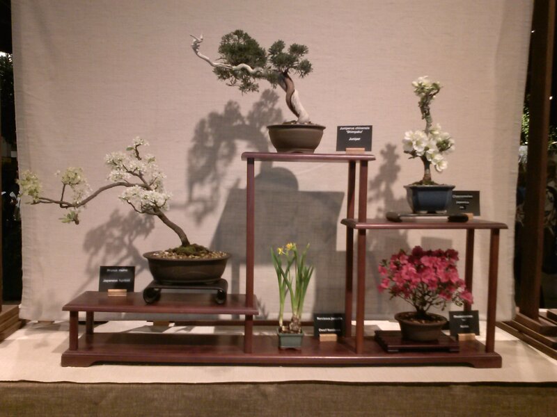 Bonsai Trees on Display