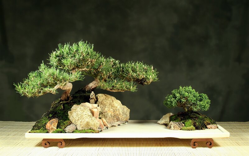 Bonsai Trees on Tray