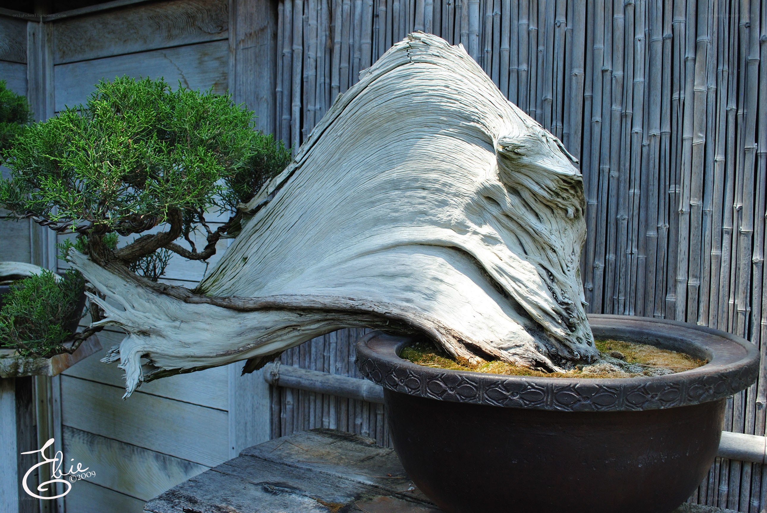 Bonsai with weathered trunk