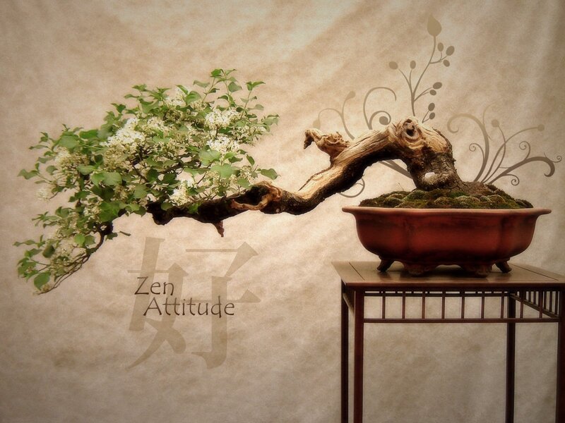 Bonsai with Zen Attitude