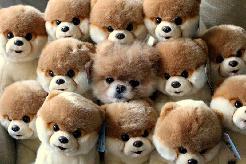 Boo the Dog Plush Toys — Brown
