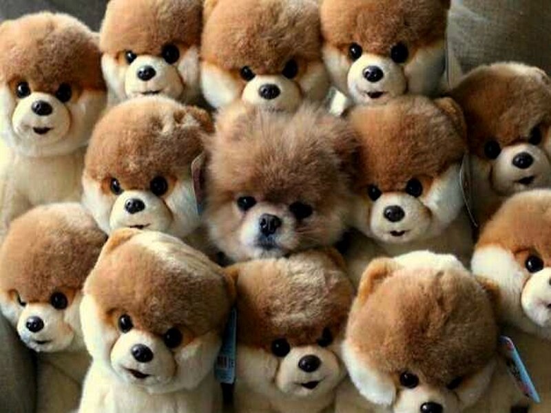 Boo the Dog Plush Toys