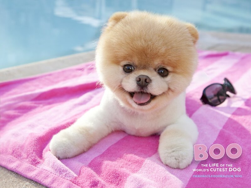 Boo the Pomeranian dog