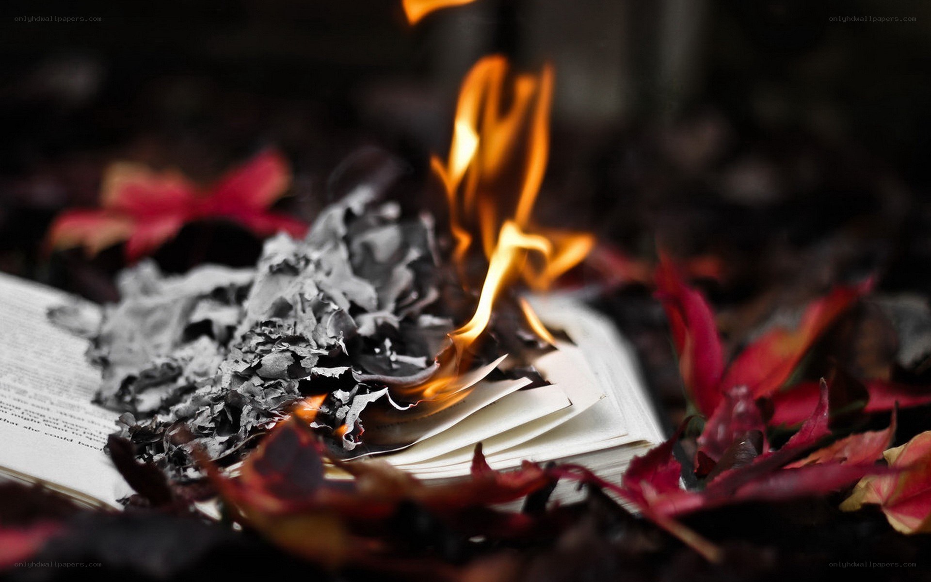 book burning with autumn leaves