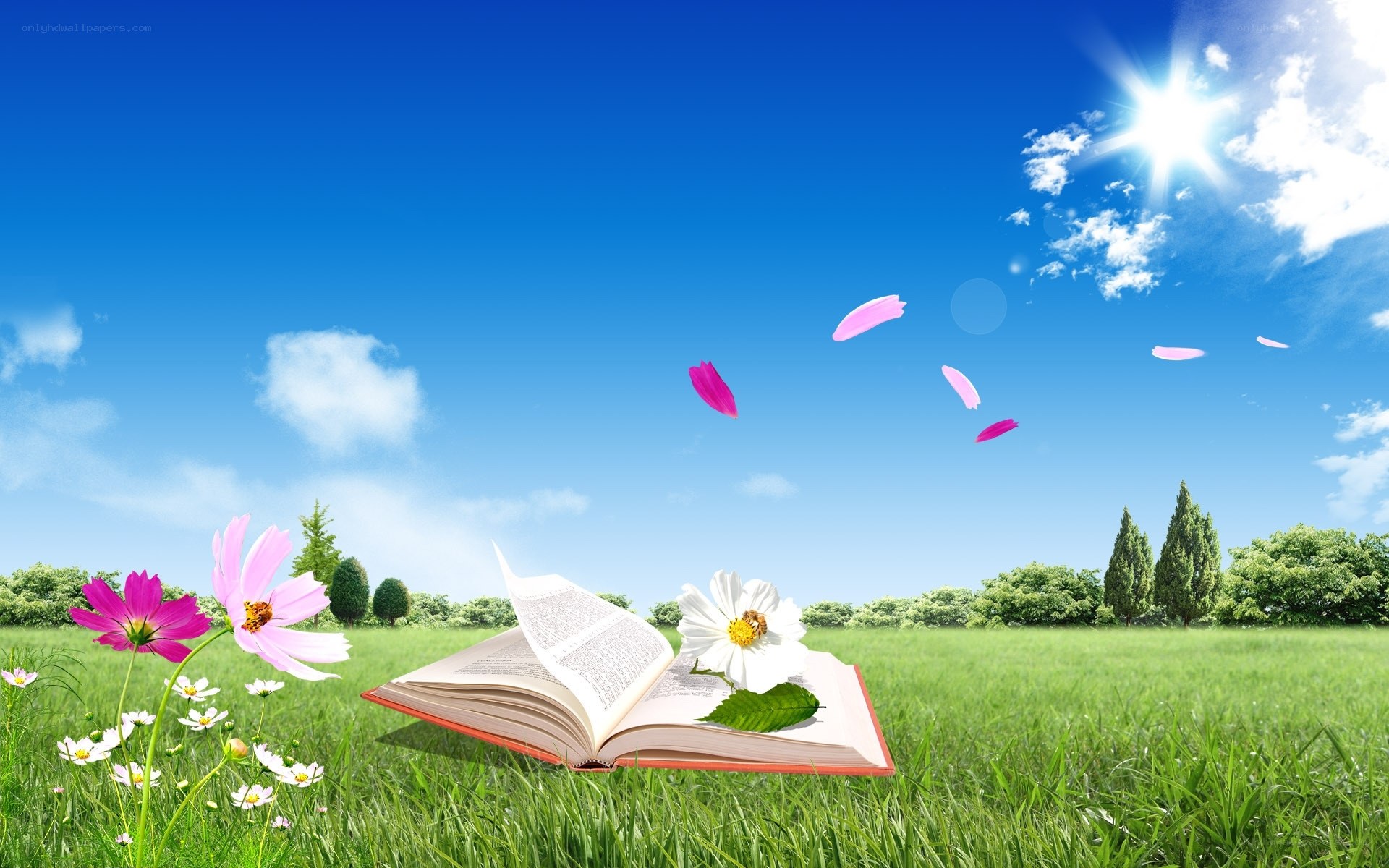 book in a sunny meadow