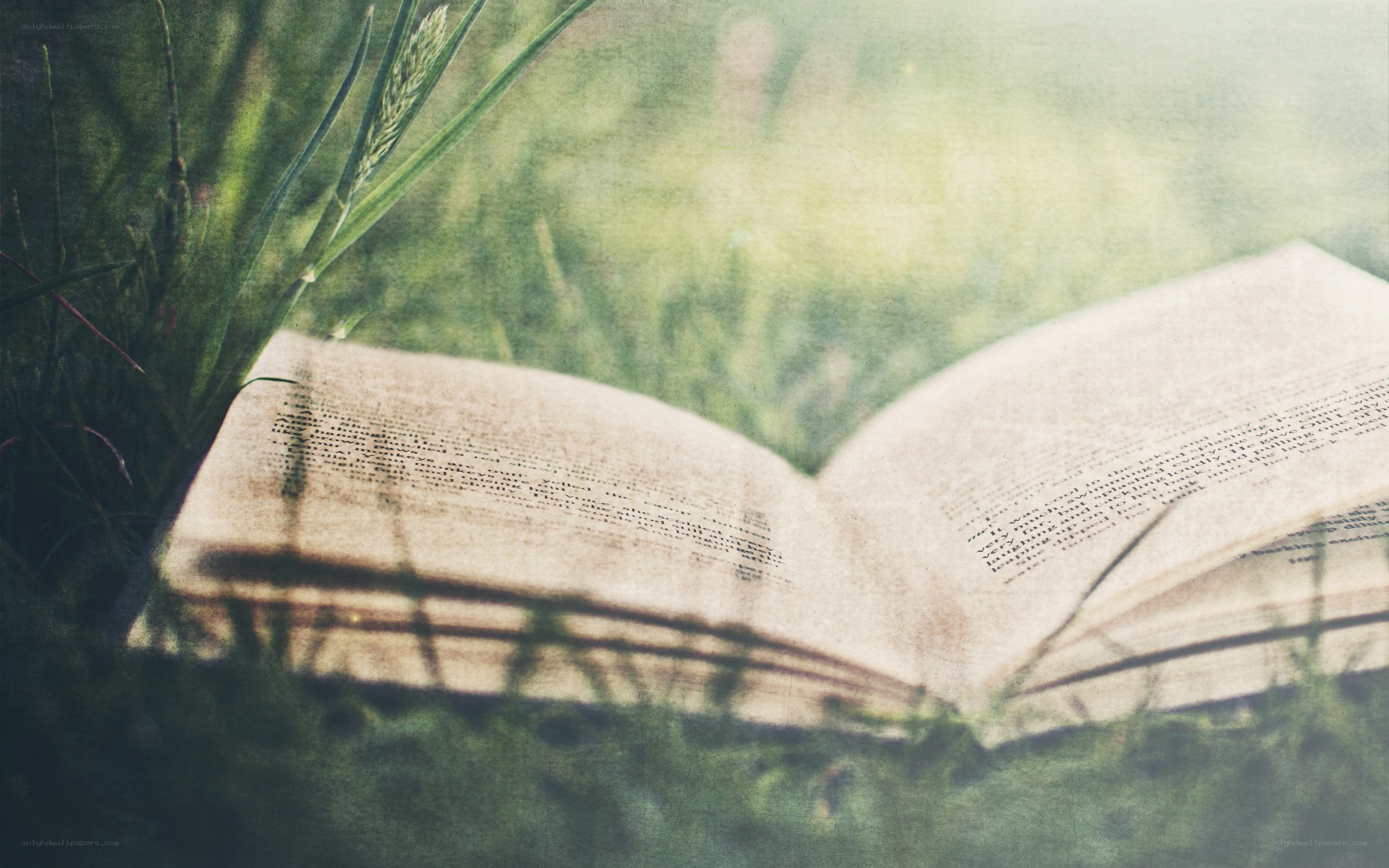 book in grass at sunset