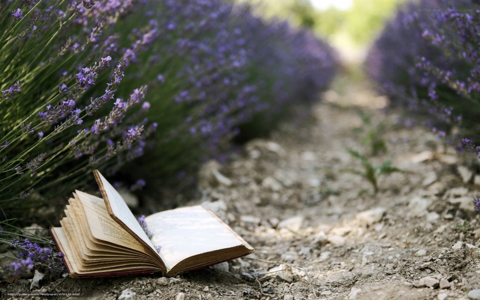 book in lavender field