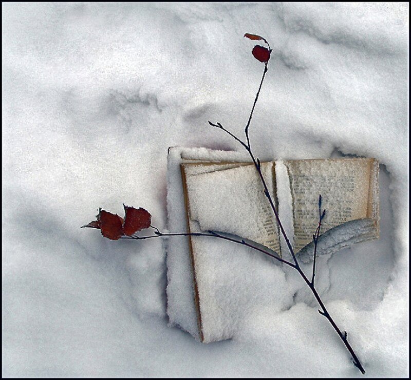 Book in Snow with Branch
