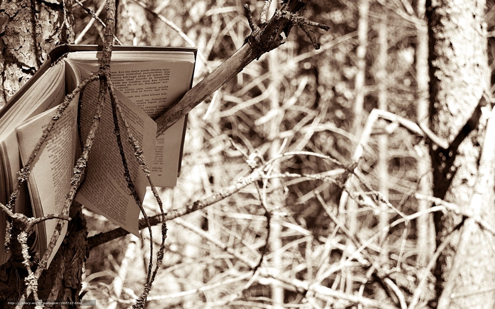 Book in the forest