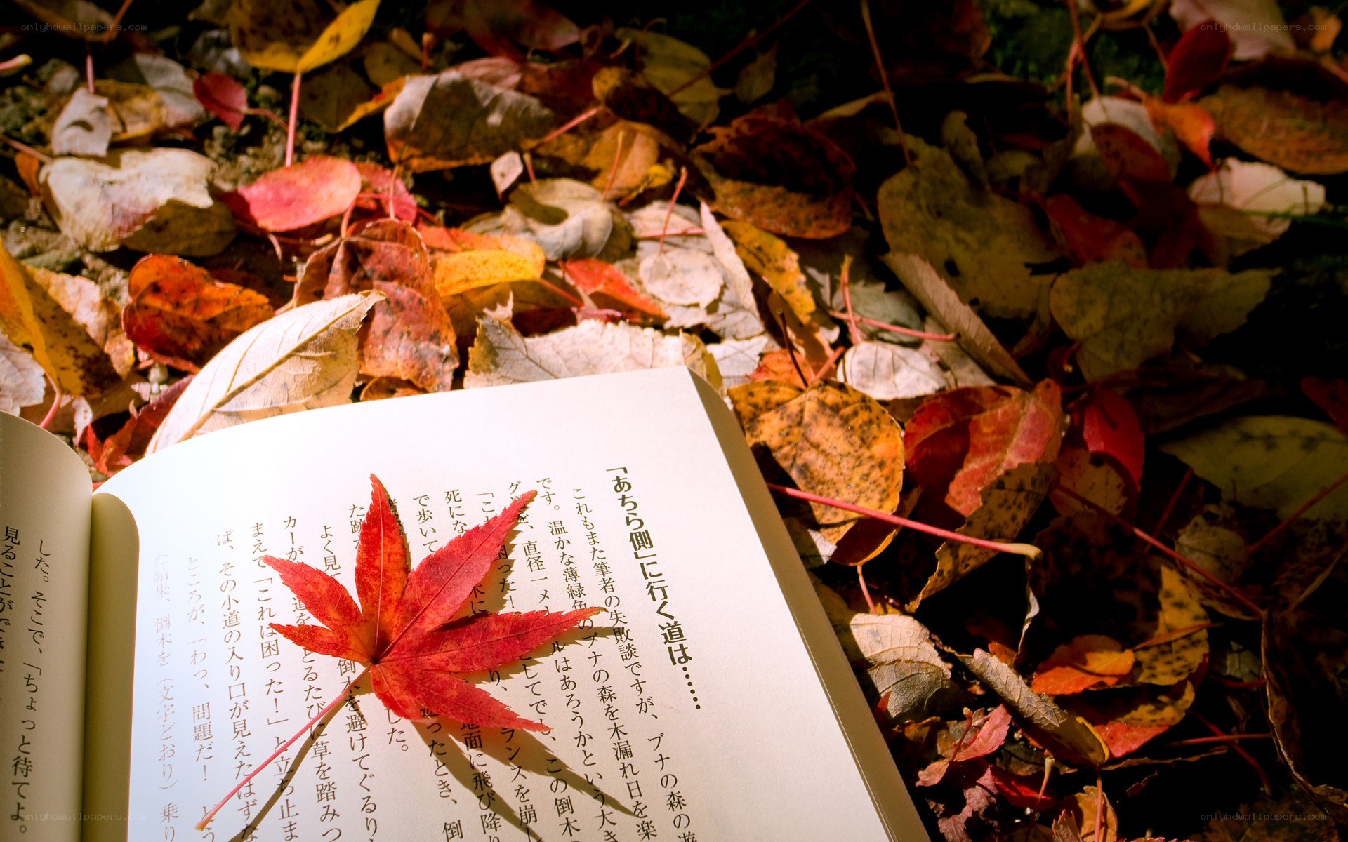 Book with autumn leaf