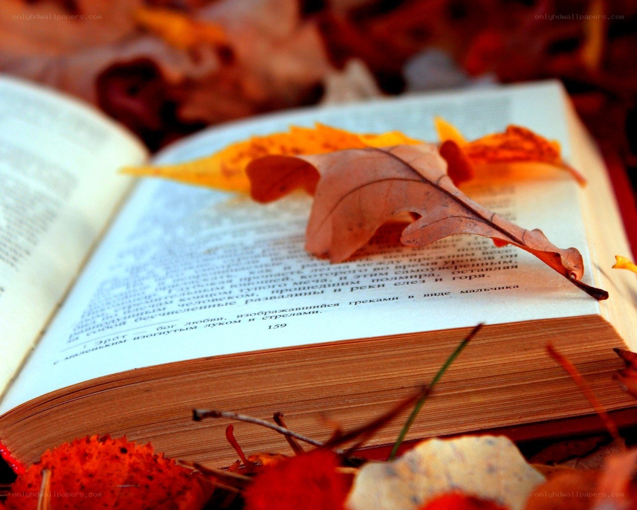 book with autumn leaves