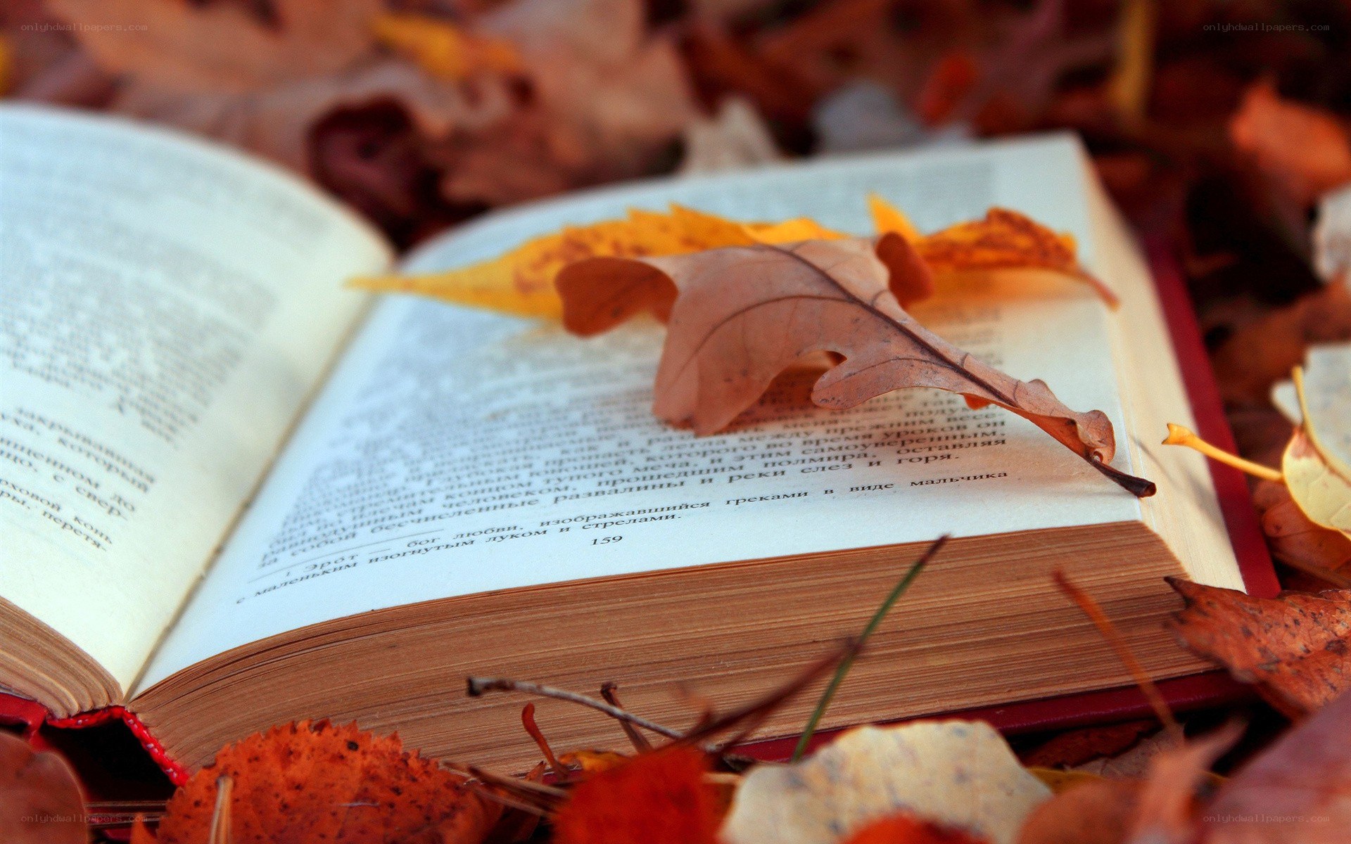book with autumn leaves