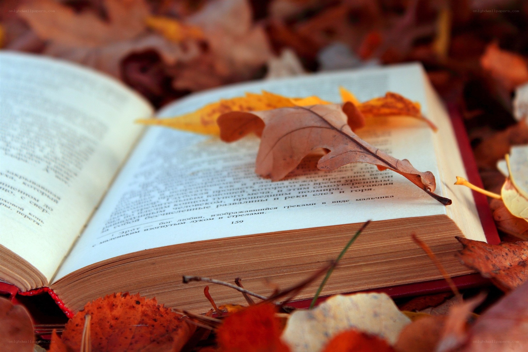 book with autumn leaves