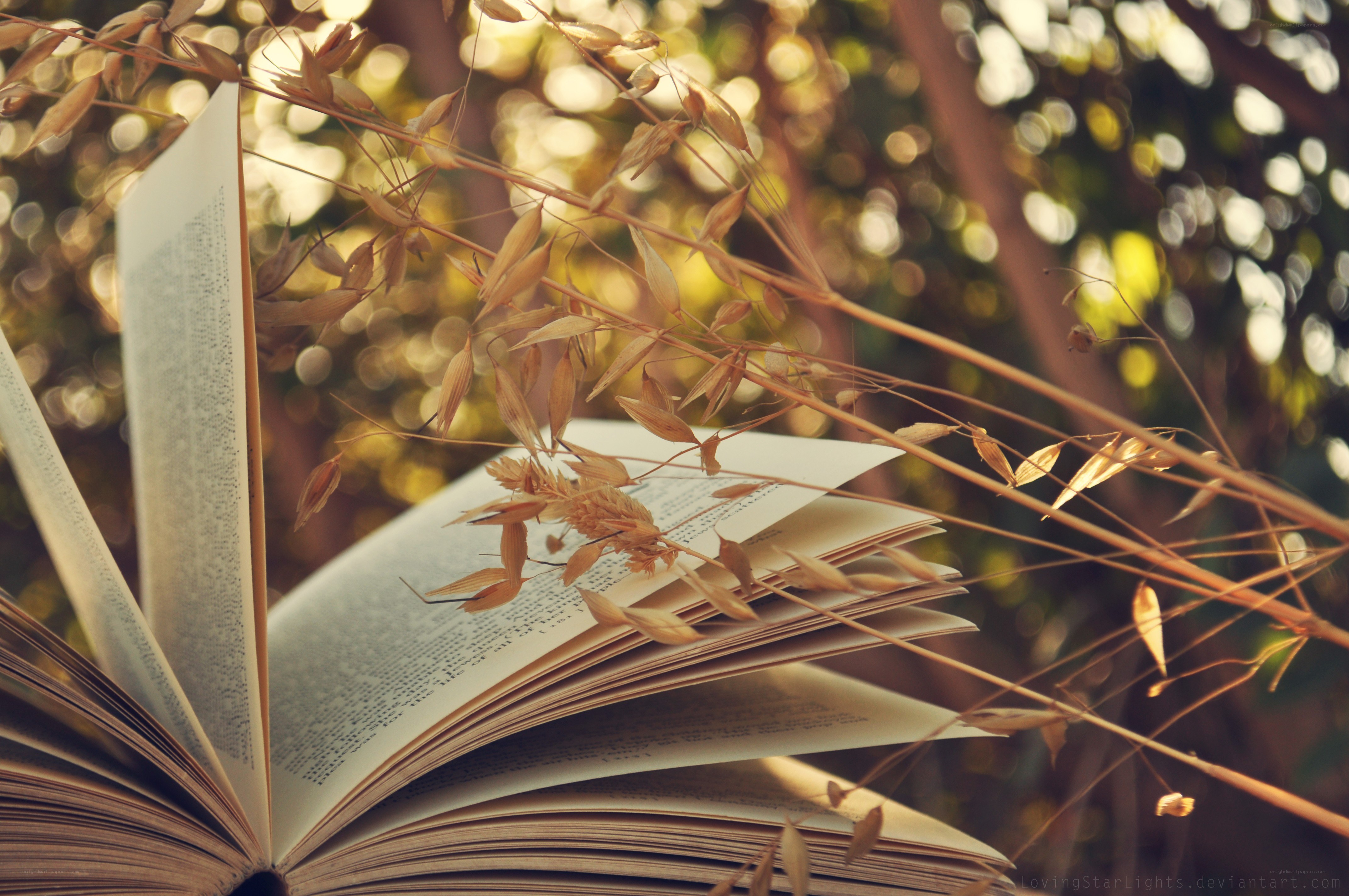 book with dried grass in sunlight