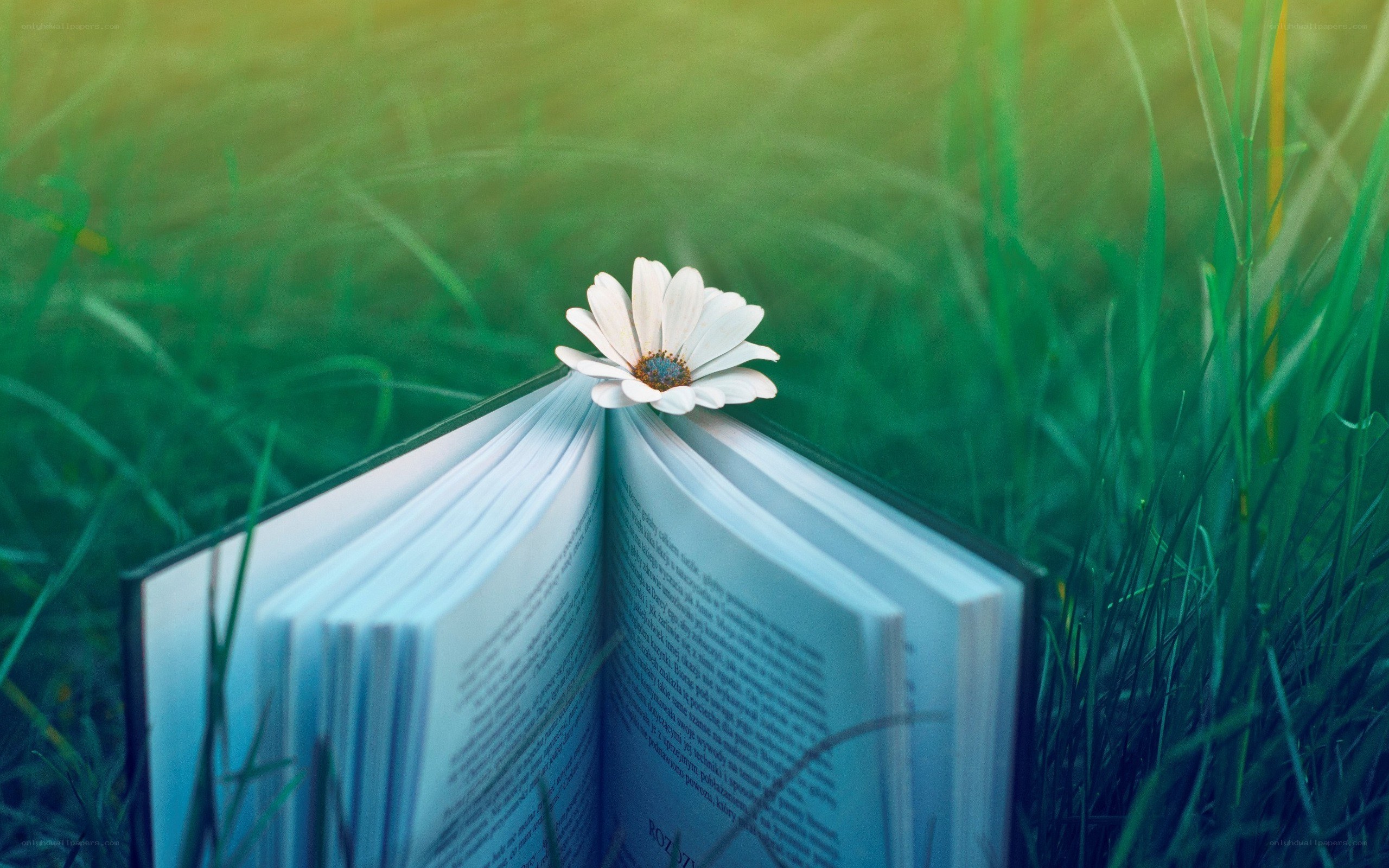 book with flower in grass