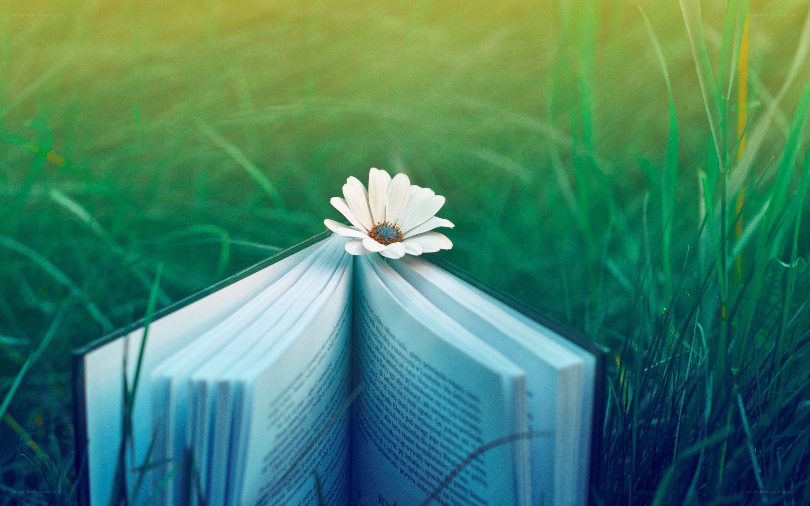 book with flower in grass