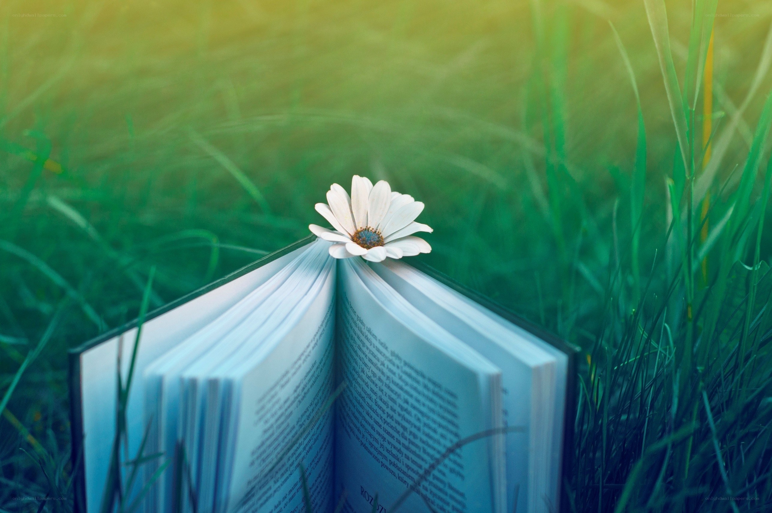 book with flower in grass