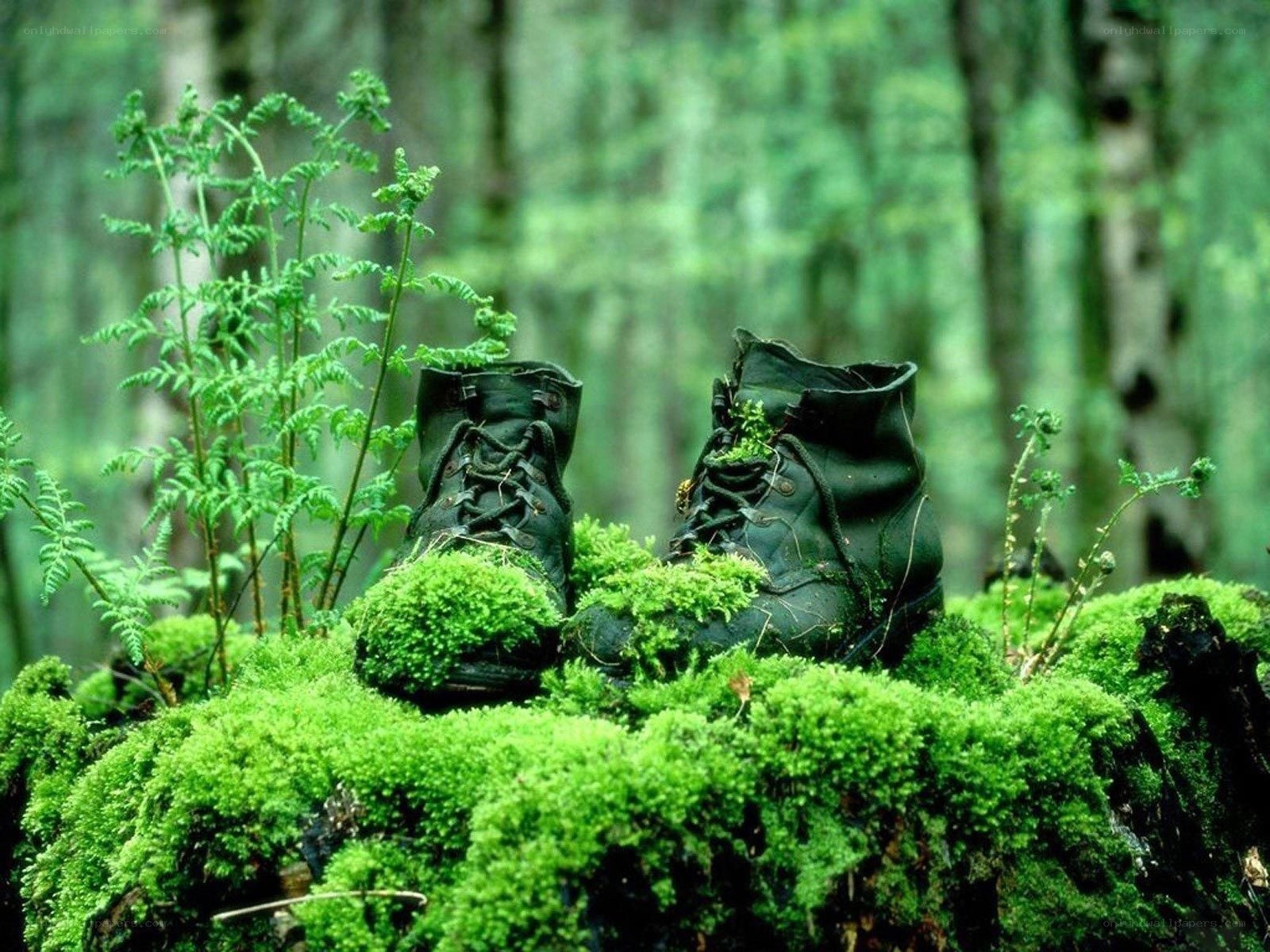 Boots on a mossy log