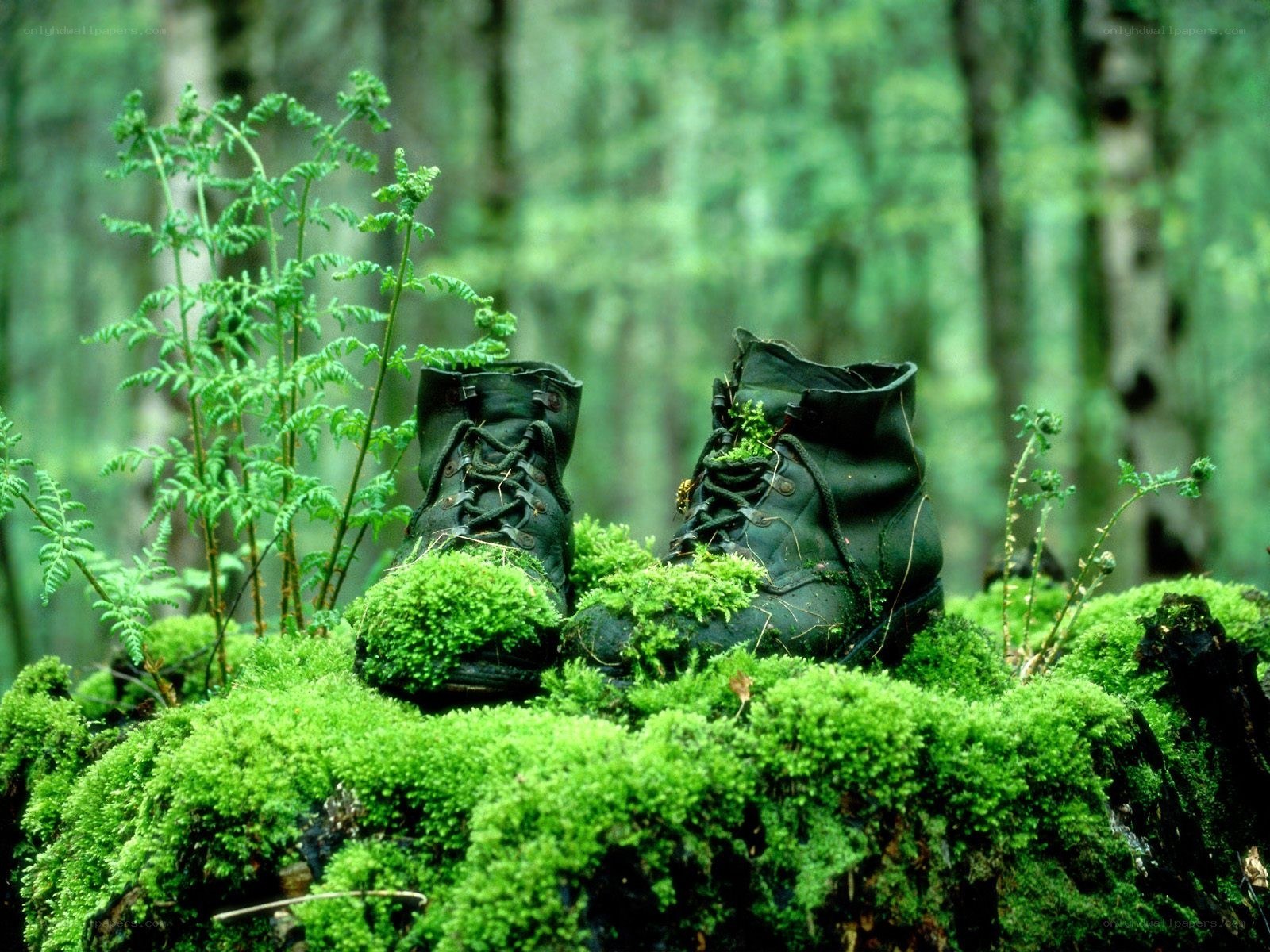Boots on a mossy stump