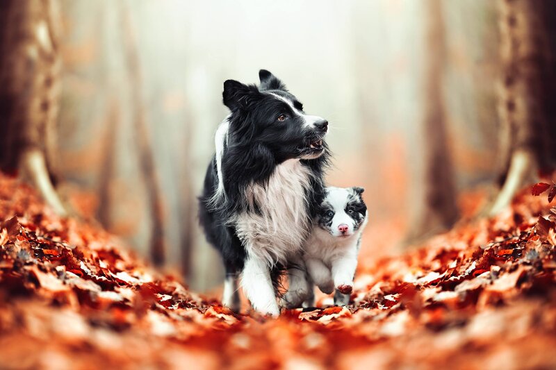 Border Collie and Puppy