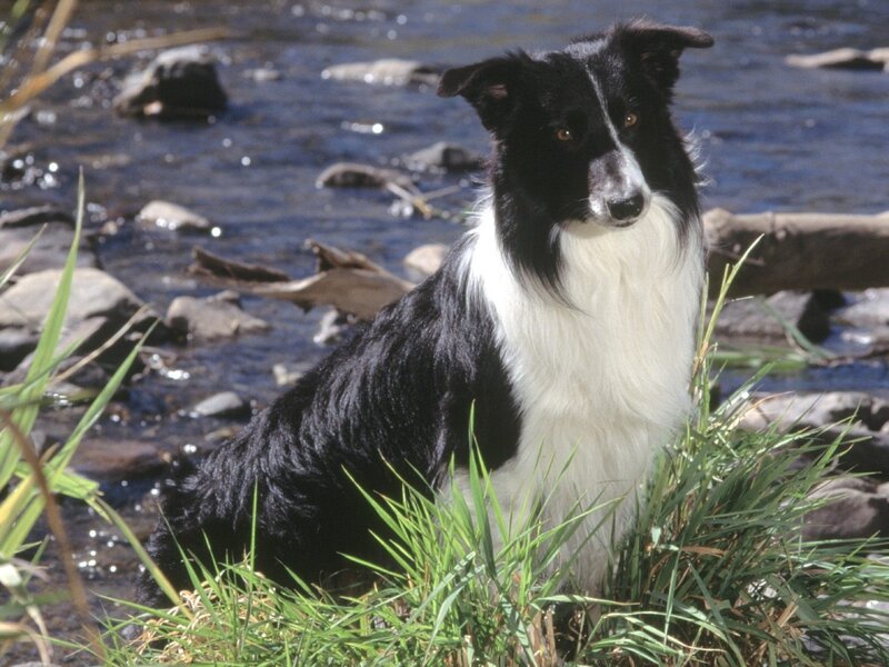 Border Collie by a stream