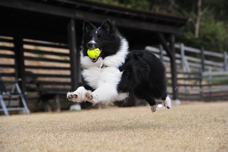 Border collie catching a ball