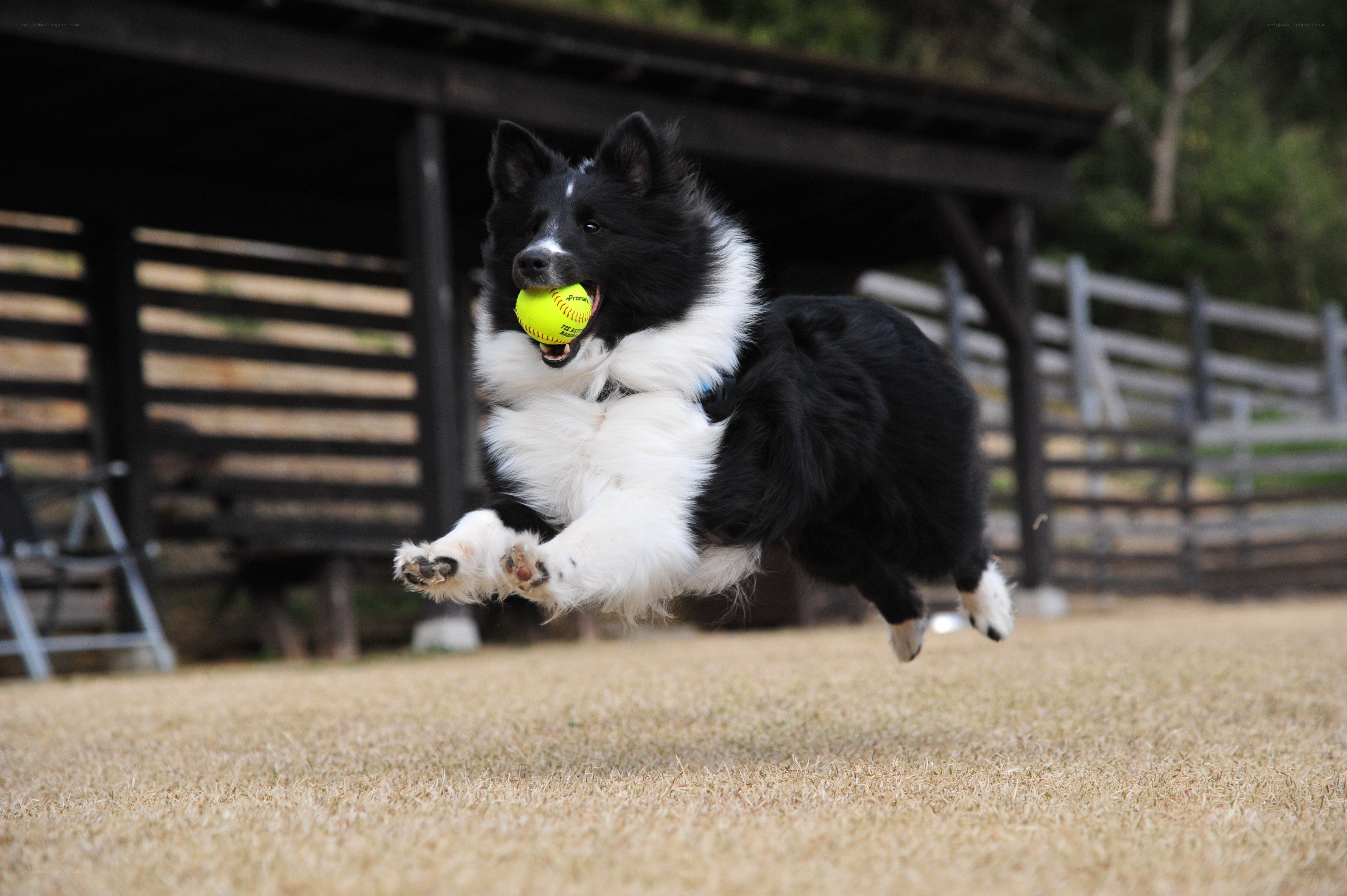Border collie catching a ball