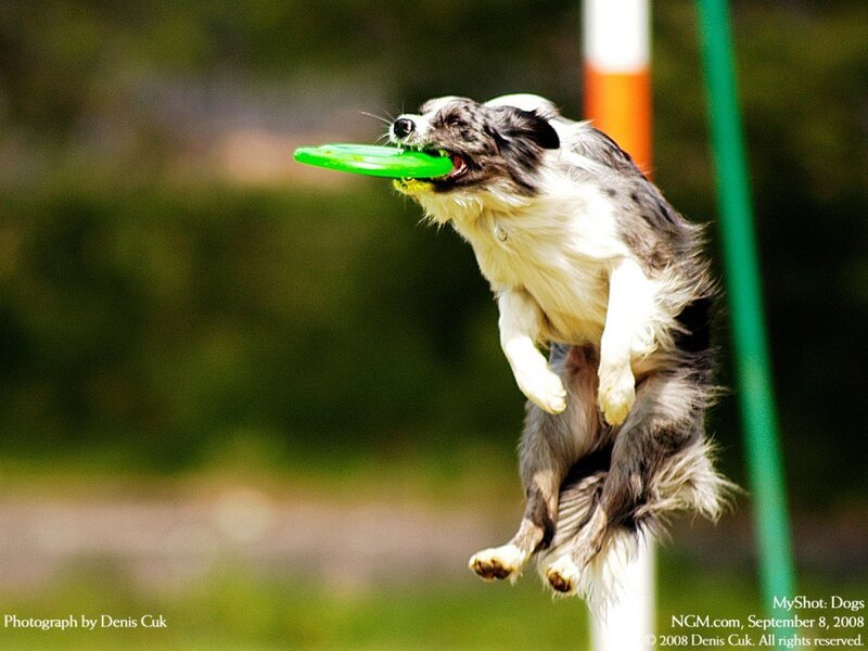 Border Collie Catching Frisbee