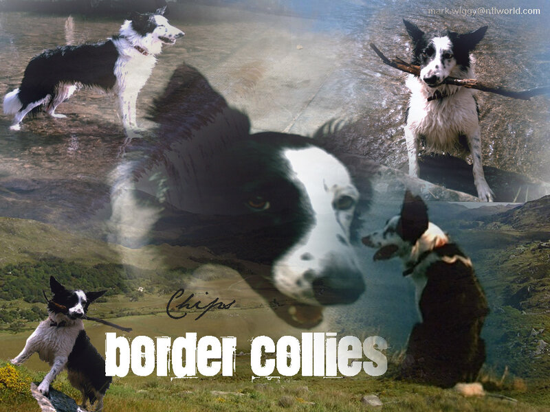 Border Collie collage