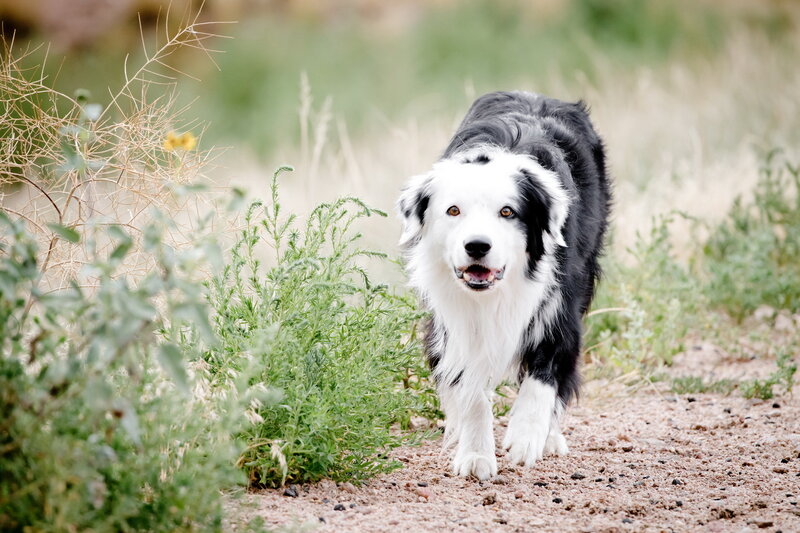 Border Collie Dog — Black, Calm, Afternoon, Photograph, Plants