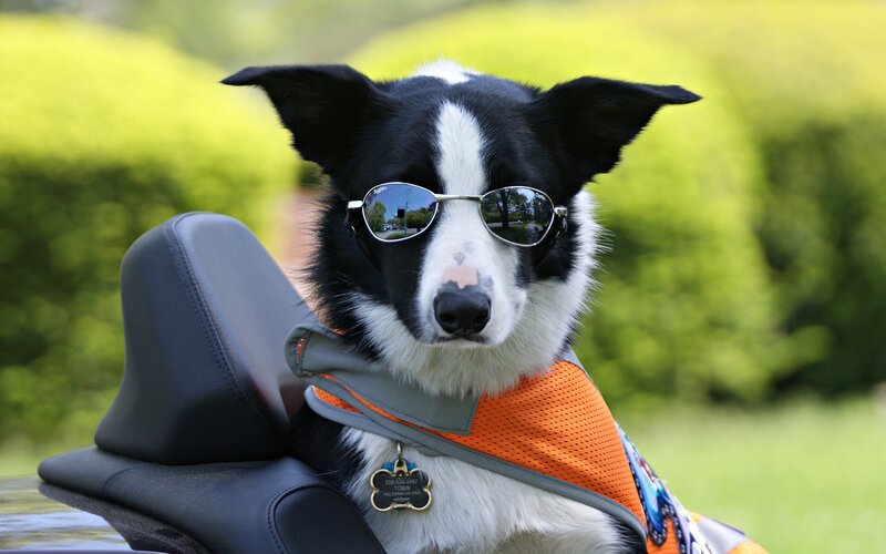 Border Collie Dog — Black, Calm, Afternoon, Photograph, Sunglasses