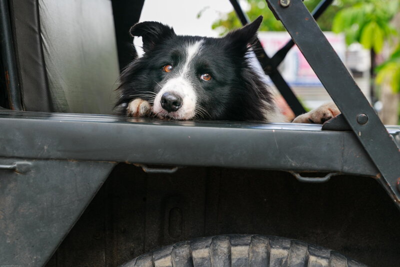 Border Collie Dog — Black, Calm, Afternoon, Photograph, Vehicle