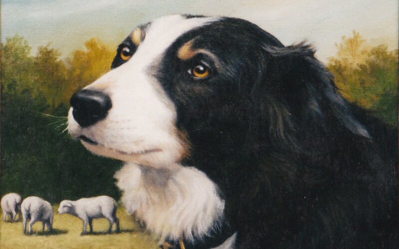 Border Collie Dog — Black, Calm, Afternoon