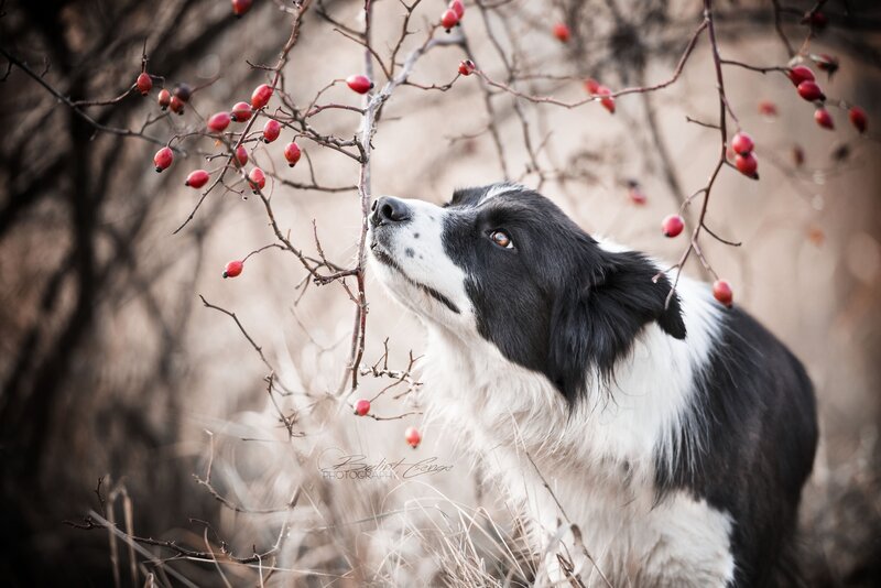 Border Collie Dog — Black, Calm, Autumn, Photograph, Berries