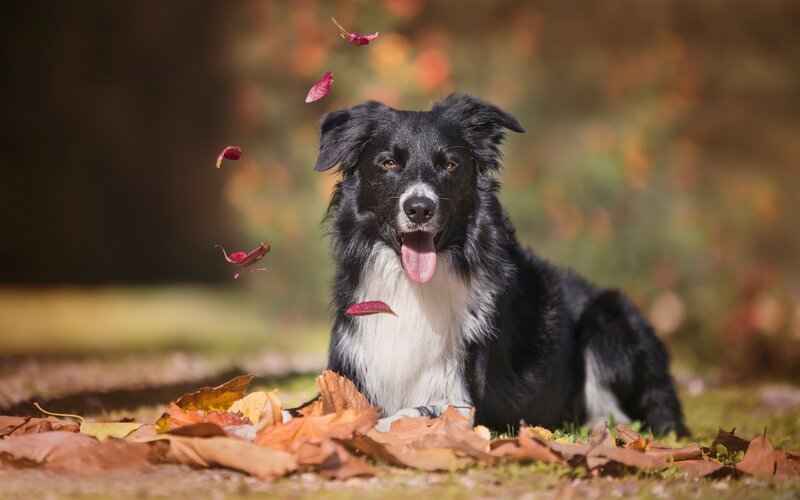 Border Collie Dog — Black, Calm, Autumn, Photograph, Leaves, Grass