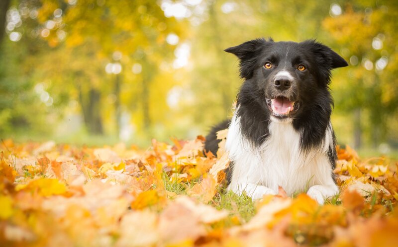 Border Collie Dog — Black, Calm, Autumn, Photograph, Leaves