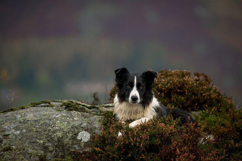 Border Collie Dog — Black, Calm, Autumn, Photograph